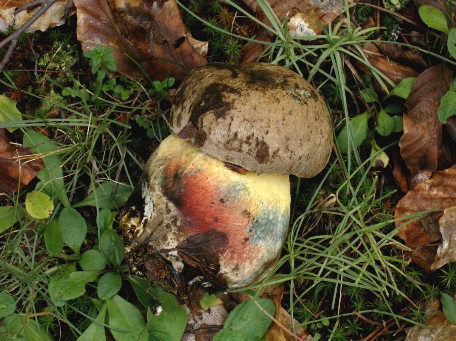 Un quiz ...facile....Boletus